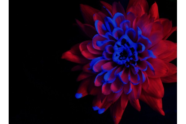 Fluorescent paint Noxton for Flowers